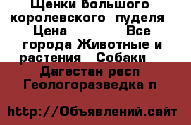 Щенки большого (королевского) пуделя › Цена ­ 25 000 - Все города Животные и растения » Собаки   . Дагестан респ.,Геологоразведка п.